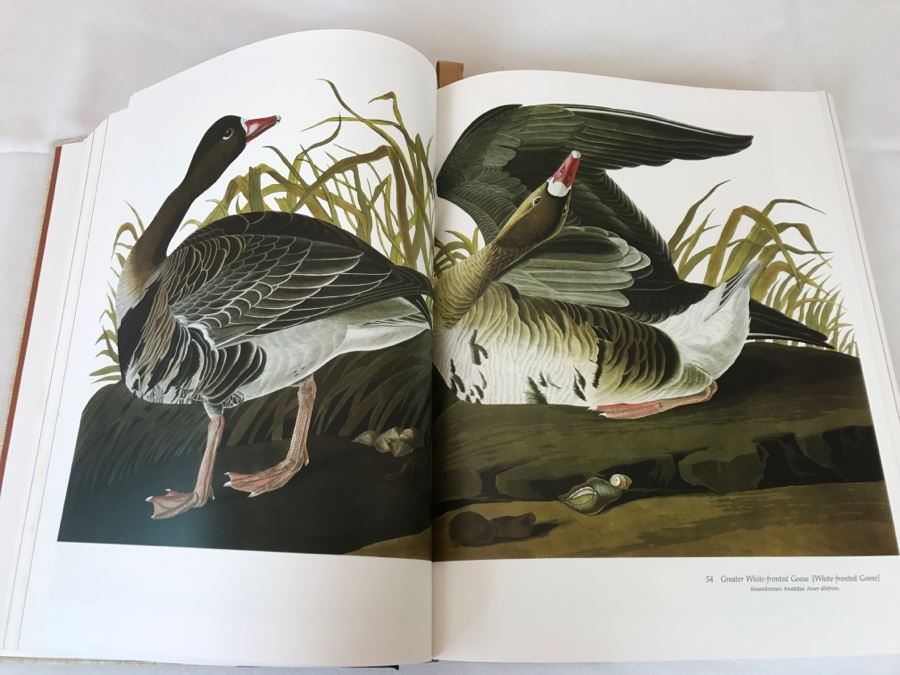 Large Book The Audubon Society Baby Elephant Folio 0-89659-231-6 Regular Edition Audubon's Birds Of America Roger Tory Peterson & Virginia Marie Peterson [Photo 14]