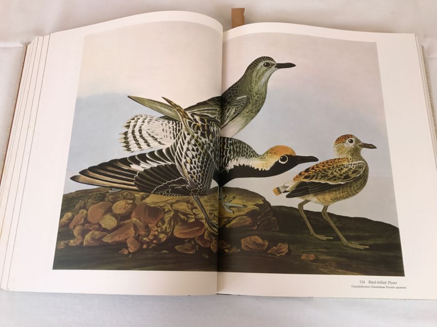 Large Book The Audubon Society Baby Elephant Folio 0-89659-231-6 Regular Edition Audubon's Birds Of America Roger Tory Peterson & Virginia Marie Peterson [Photo 16]