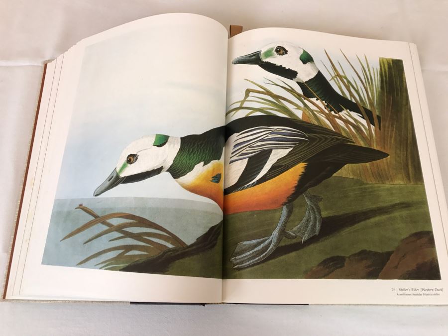 Large Book The Audubon Society Baby Elephant Folio 0-89659-231-6 Regular Edition Audubon's Birds Of America Roger Tory Peterson & Virginia Marie Peterson [Photo 15]