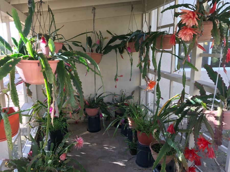 Shade House Full Of Epiphyllum Orchid Cactus Plants In Bloom 20+ Plants