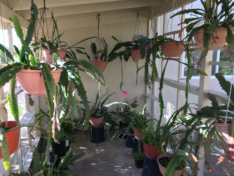 Shade House Full Of Epiphyllum Orchid Cactus Plants In Bloom 20+ Plants [Photo 4]