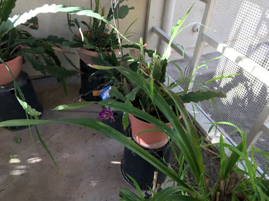 Shade House Full Of Epiphyllum Orchid Cactus Plants In Bloom 20+ Plants [Photo 7]