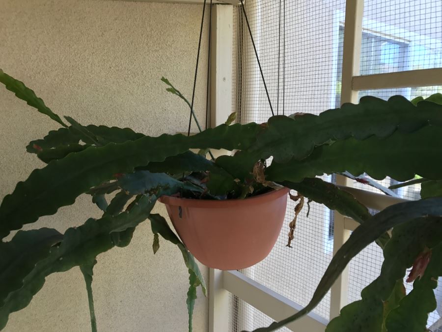 Shade House Full Of Epiphyllum Orchid Cactus Plants In Bloom 20+ Plants [Photo 9]