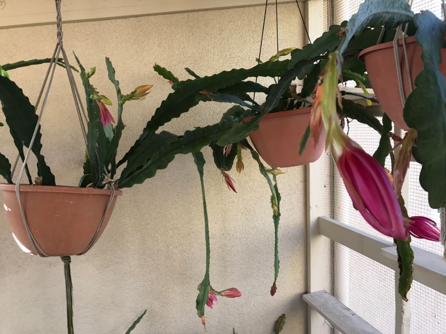 Shade House Full Of Epiphyllum Orchid Cactus Plants In Bloom 20+ Plants [Photo 26]