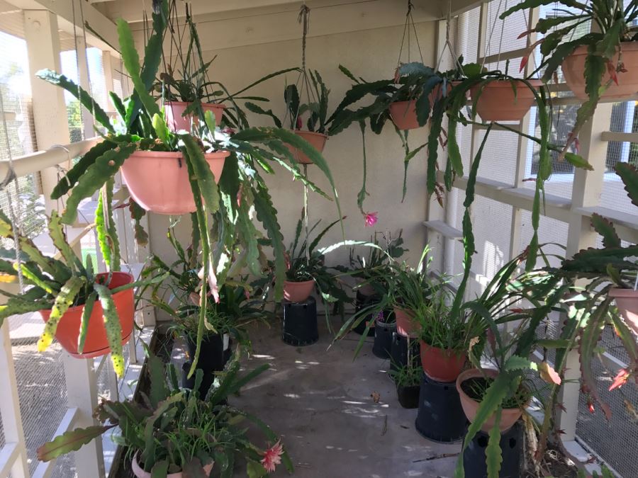 Shade House Full Of Epiphyllum Orchid Cactus Plants In Bloom 20+ Plants [Photo 3]