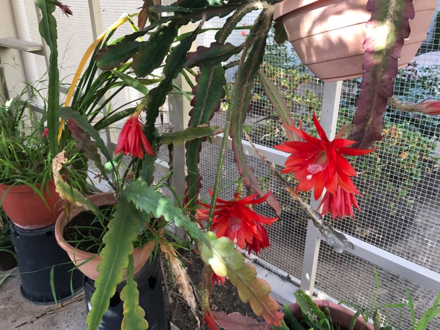 Shade House Full Of Epiphyllum Orchid Cactus Plants In Bloom 20+ Plants [Photo 24]