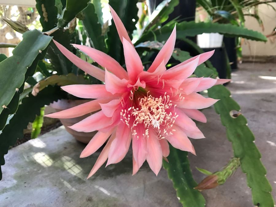 Shade House Full Of Epiphyllum Orchid Cactus Plants In Bloom 20+ Plants [Photo 5]