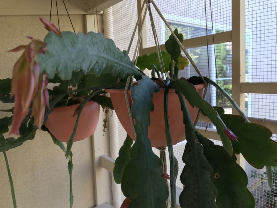 Shade House Full Of Epiphyllum Orchid Cactus Plants In Bloom 20+ Plants [Photo 10]
