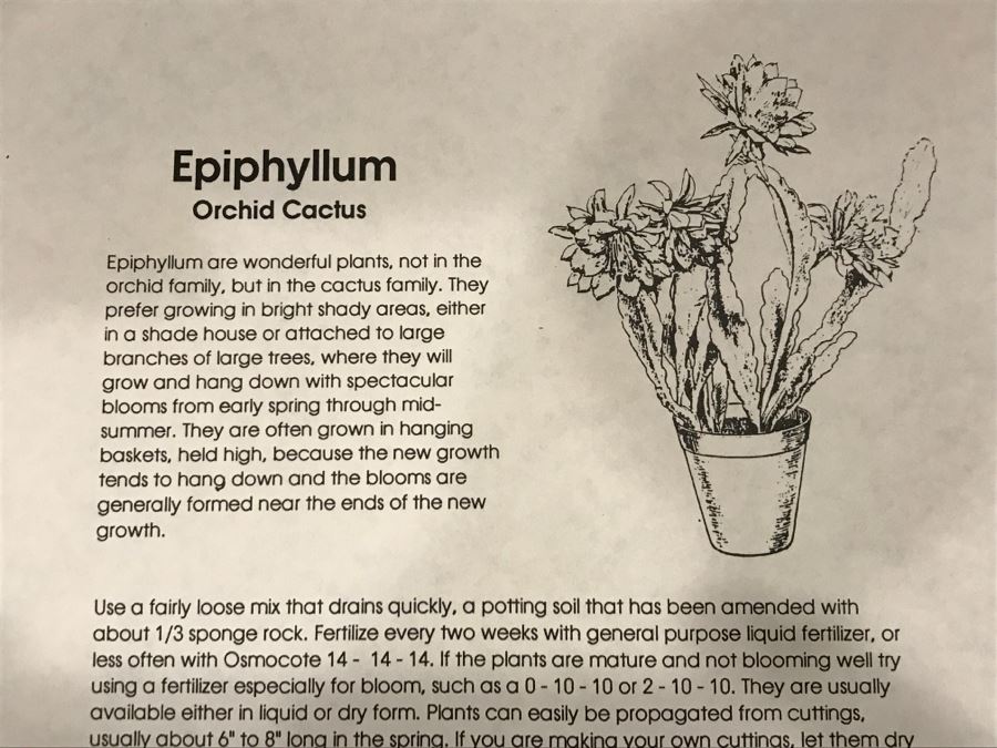 Shade House Full Of Epiphyllum Orchid Cactus Plants In Bloom 20+ Plants [Photo 19]