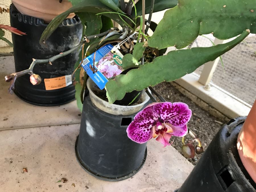 Shade House Full Of Epiphyllum Orchid Cactus Plants In Bloom 20+ Plants [Photo 11]