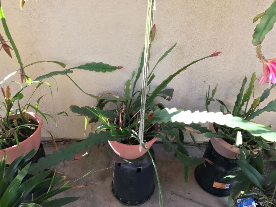 Shade House Full Of Epiphyllum Orchid Cactus Plants In Bloom 20+ Plants [Photo 13]