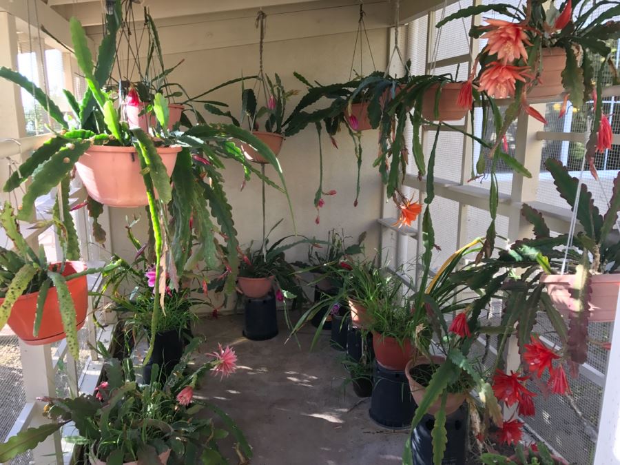 Shade House Full Of Epiphyllum Orchid Cactus Plants In Bloom 20+ Plants [Photo 21]