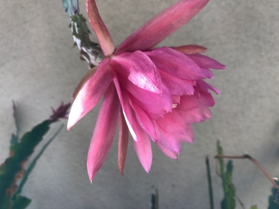 Shade House Full Of Epiphyllum Orchid Cactus Plants In Bloom 20+ Plants [Photo 8]