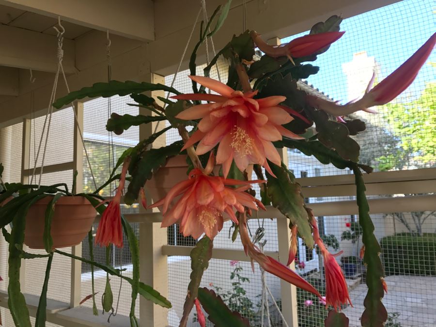 Shade House Full Of Epiphyllum Orchid Cactus Plants In Bloom 20+ Plants