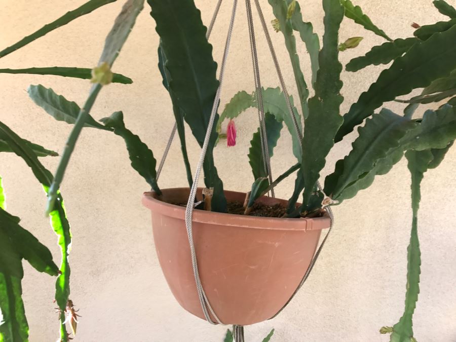 Shade House Full Of Epiphyllum Orchid Cactus Plants In Bloom 20+ Plants [Photo 12]