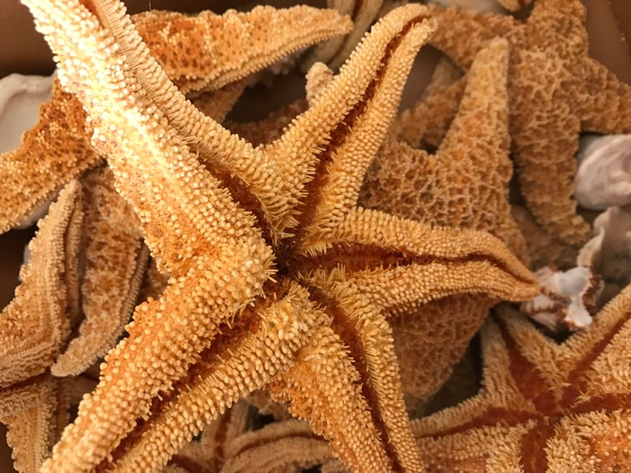 JUST ADDED - Lot Of Starfish And Shells [Photo 6]