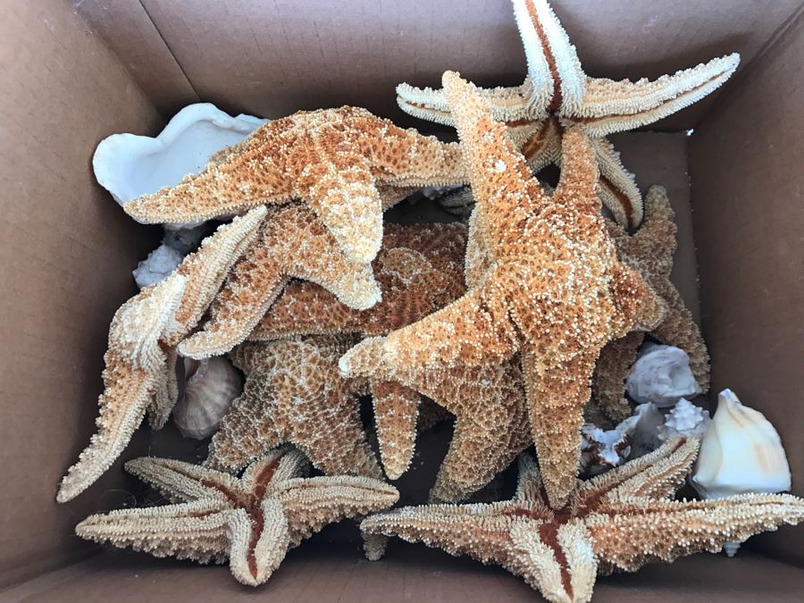 JUST ADDED - Lot Of Starfish And Shells