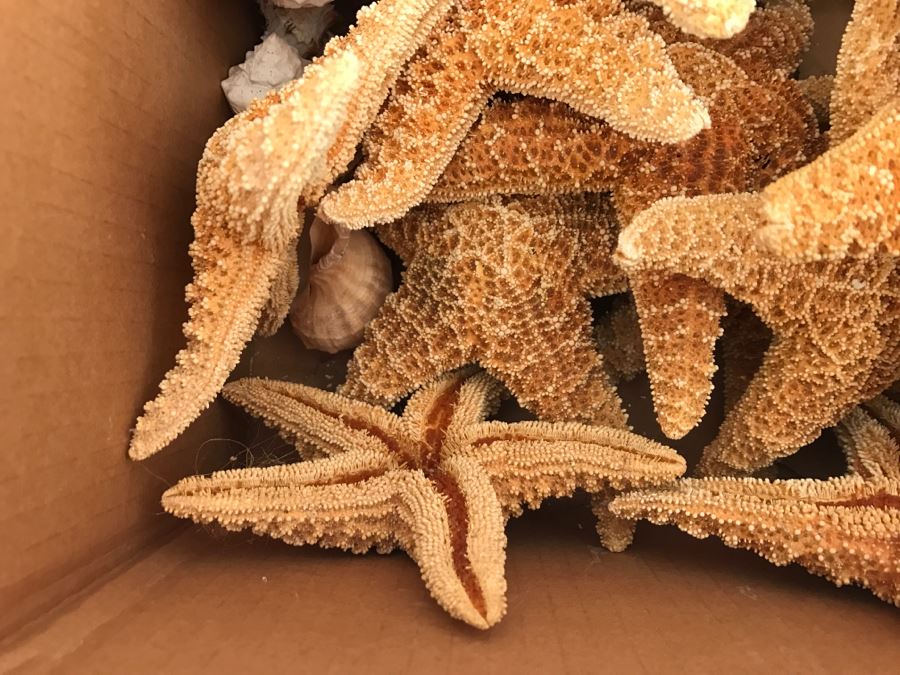JUST ADDED - Lot Of Starfish And Shells [Photo 4]