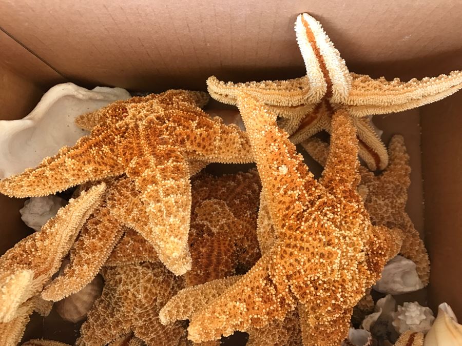 JUST ADDED - Lot Of Starfish And Shells [Photo 2]