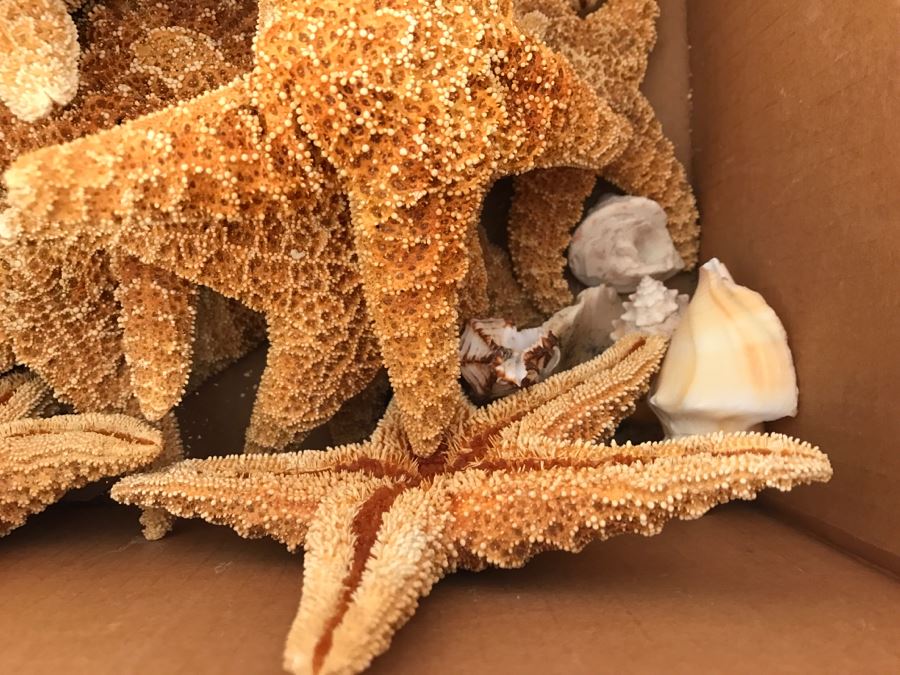 JUST ADDED - Lot Of Starfish And Shells [Photo 5]