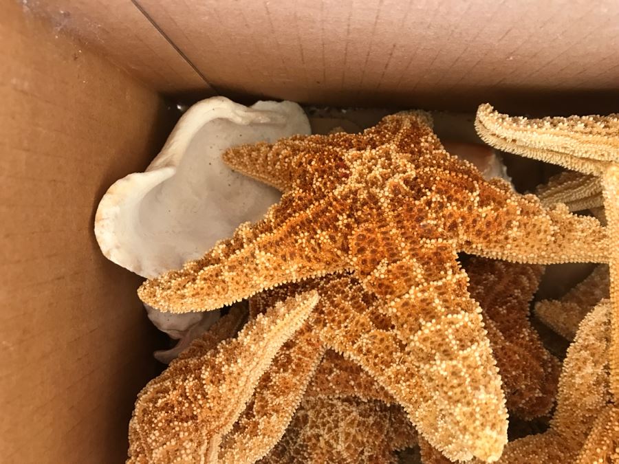 JUST ADDED - Lot Of Starfish And Shells [Photo 3]