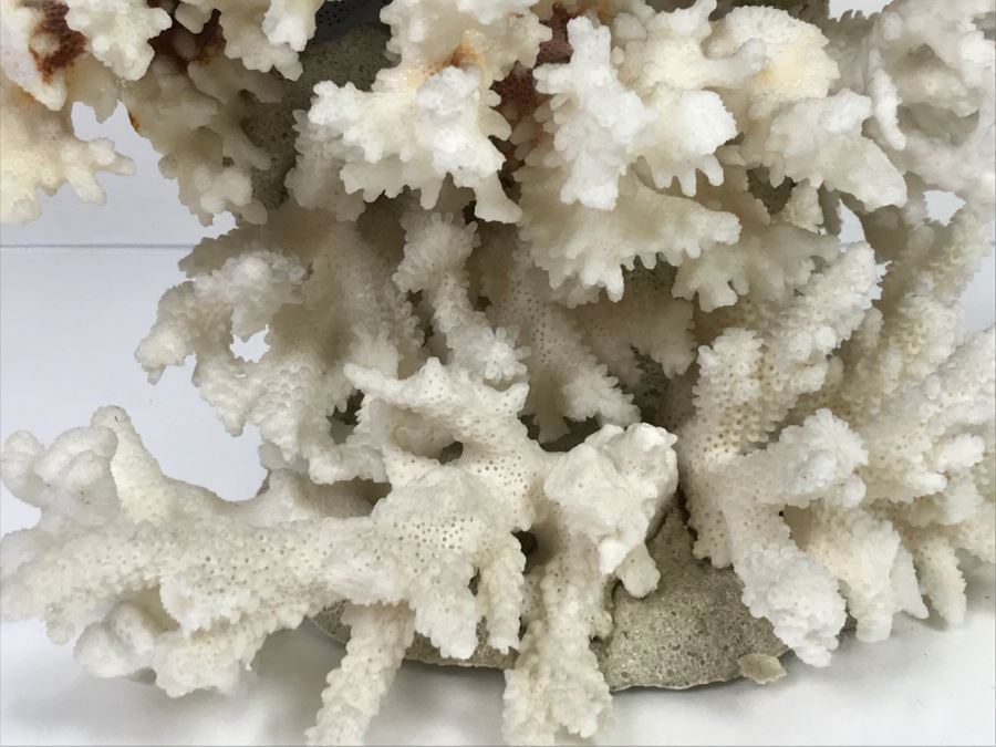 Pair Of Organic Coral Display Pieces [Photo 9]