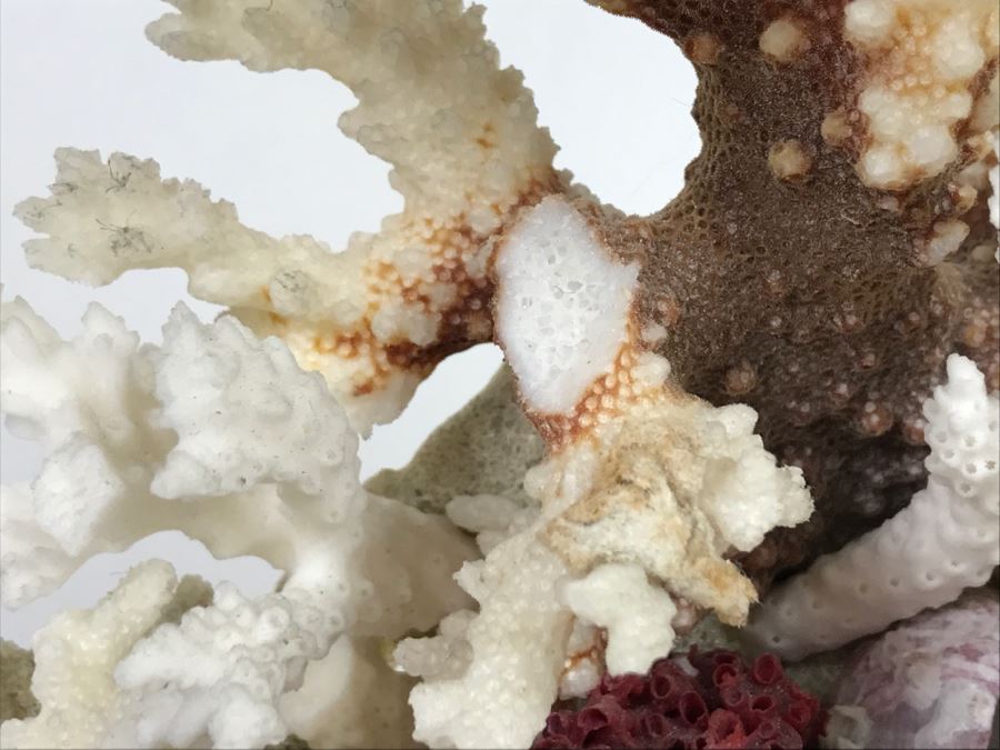 Pair Of Organic Coral Display Pieces [Photo 8]