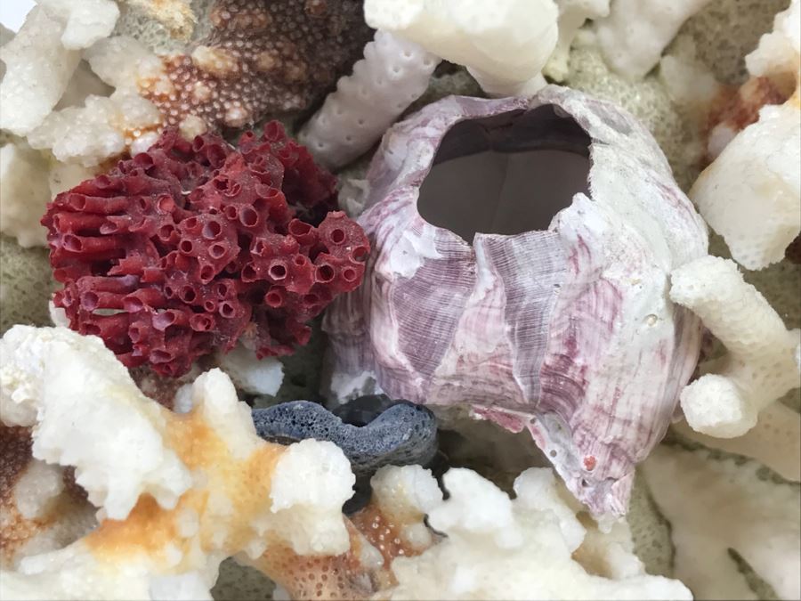 Pair Of Organic Coral Display Pieces [Photo 6]