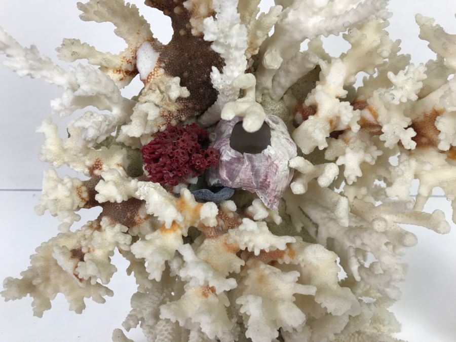 Pair Of Organic Coral Display Pieces [Photo 3]