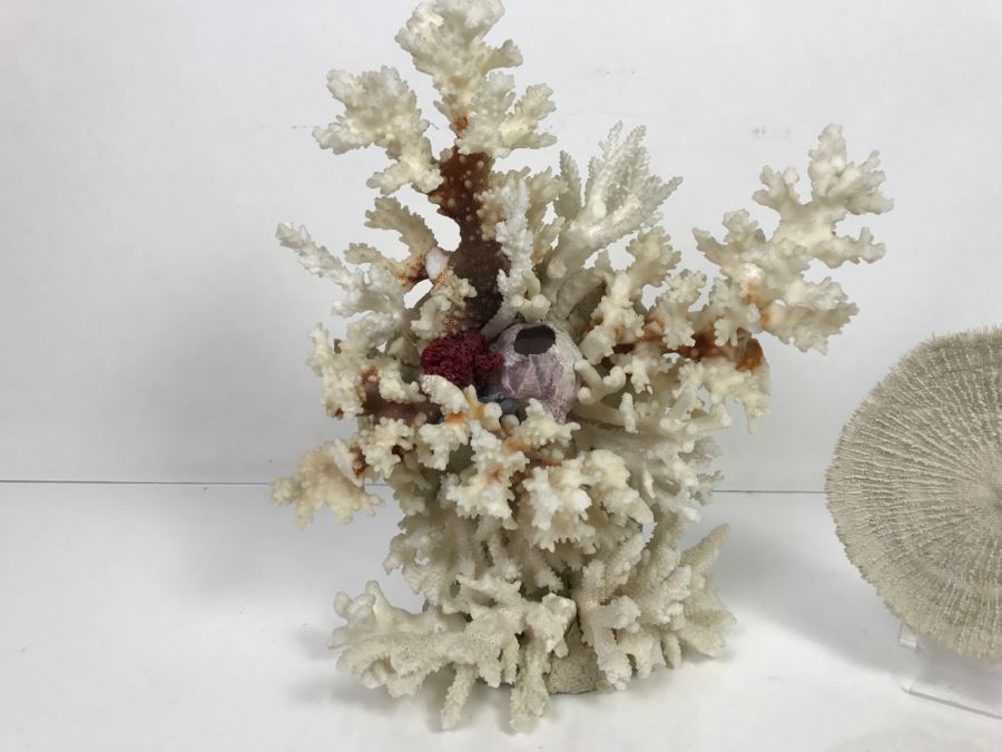 Pair Of Organic Coral Display Pieces [Photo 2]