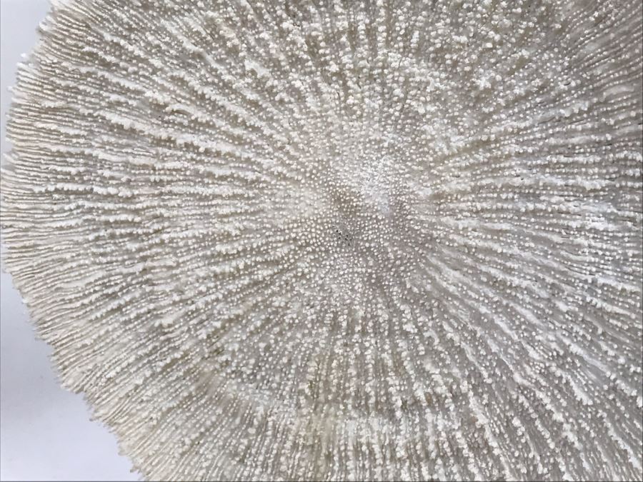 Pair Of Organic Coral Display Pieces [Photo 10]