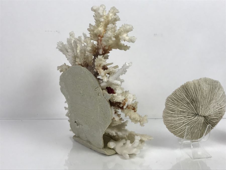 Pair Of Organic Coral Display Pieces [Photo 14]