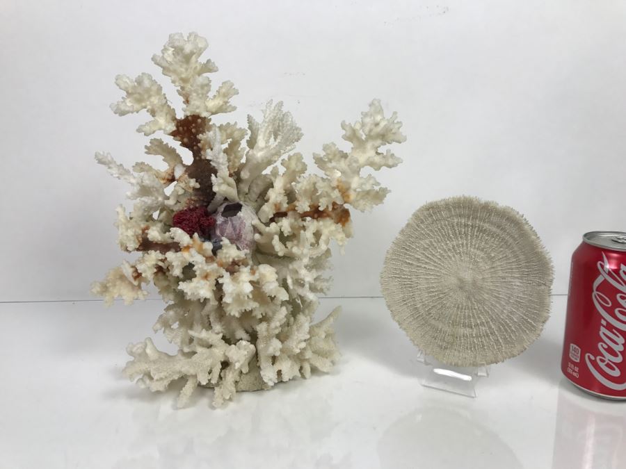 Pair Of Organic Coral Display Pieces