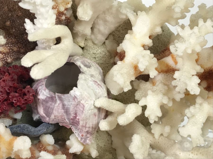 Pair Of Organic Coral Display Pieces [Photo 7]