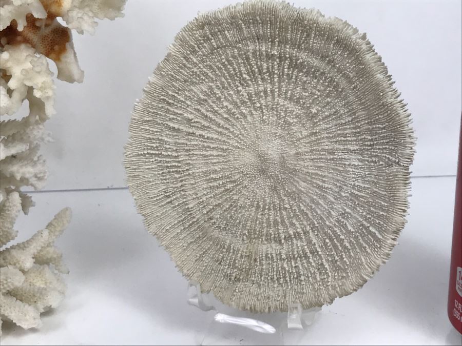 Pair Of Organic Coral Display Pieces [Photo 4]