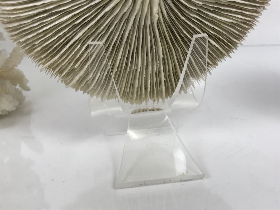 Pair Of Organic Coral Display Pieces [Photo 13]