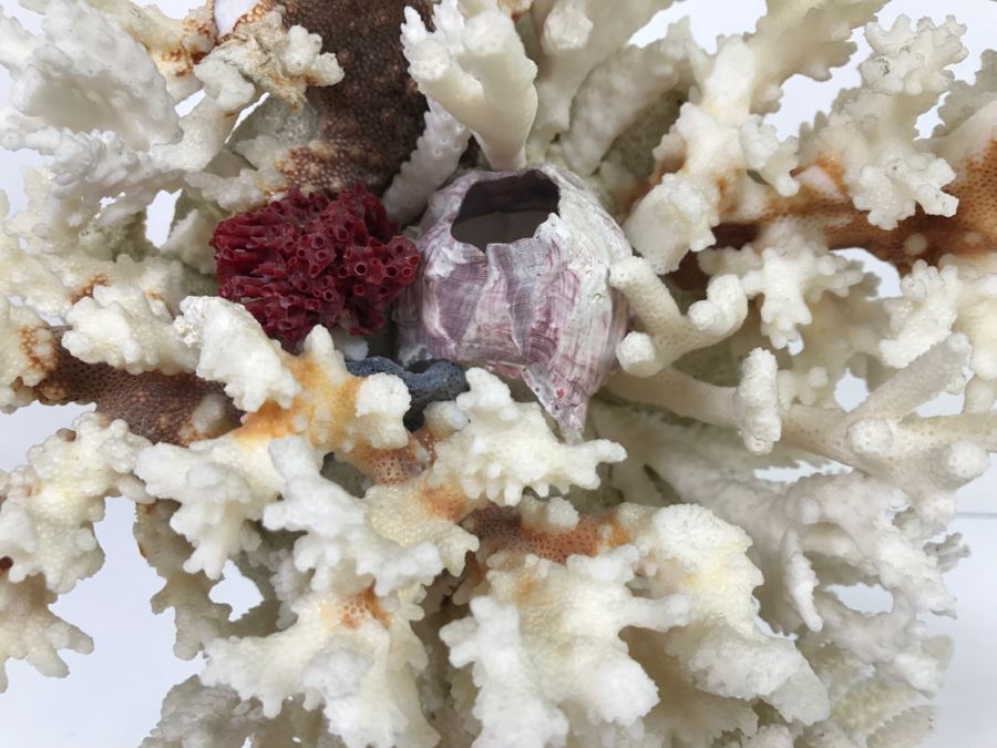 Pair Of Organic Coral Display Pieces [Photo 5]