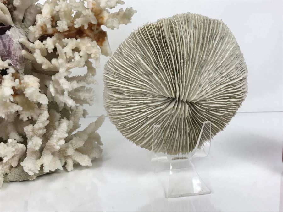 Pair Of Organic Coral Display Pieces [Photo 11]