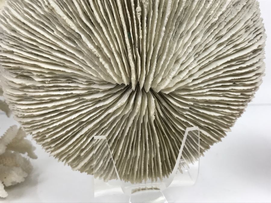 Pair Of Organic Coral Display Pieces [Photo 12]