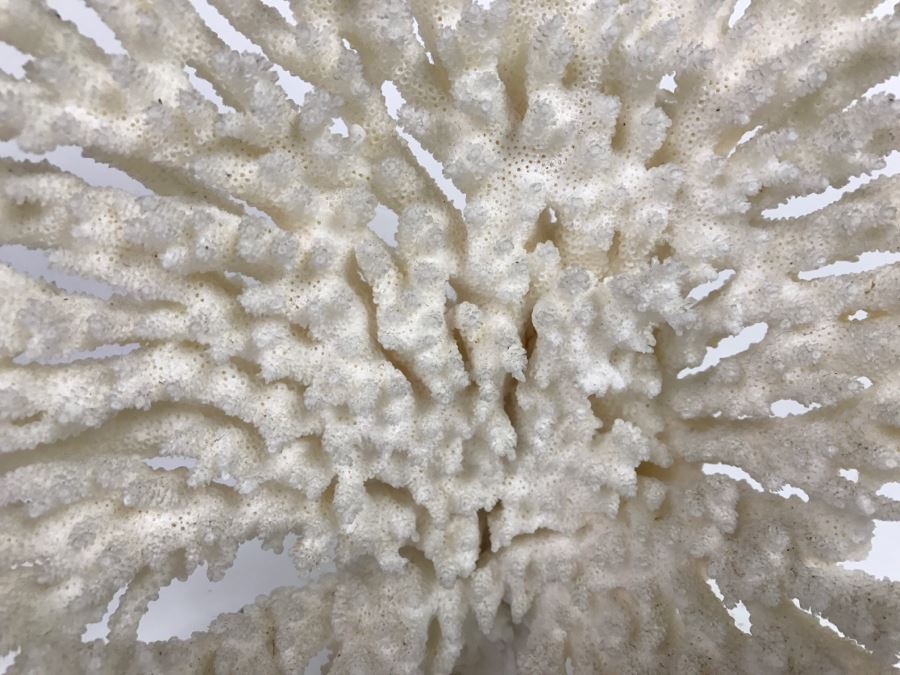 Organic White Coral Display Sculpture Display [Photo 5]