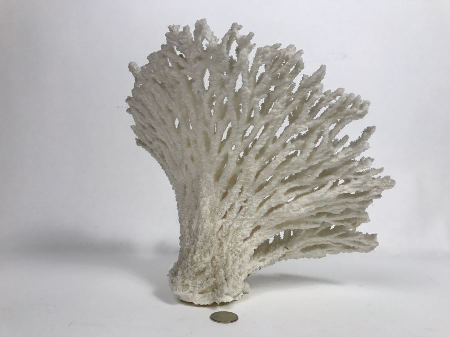 Organic White Coral Display Sculpture Display [Photo 8]