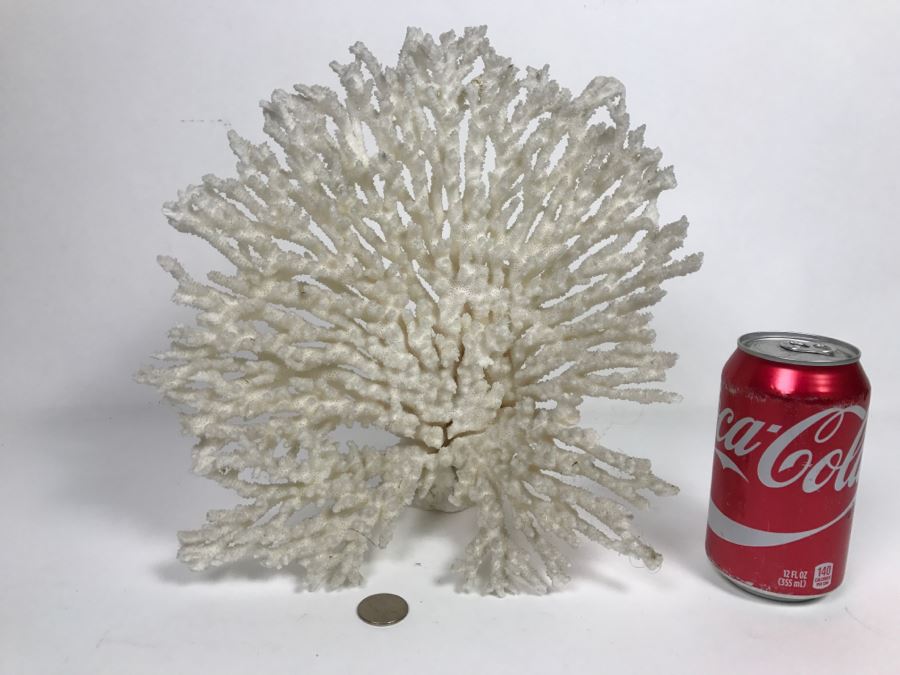 Organic White Coral Display Sculpture Display