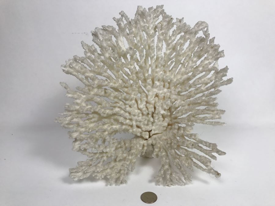 Organic White Coral Display Sculpture Display [Photo 3]
