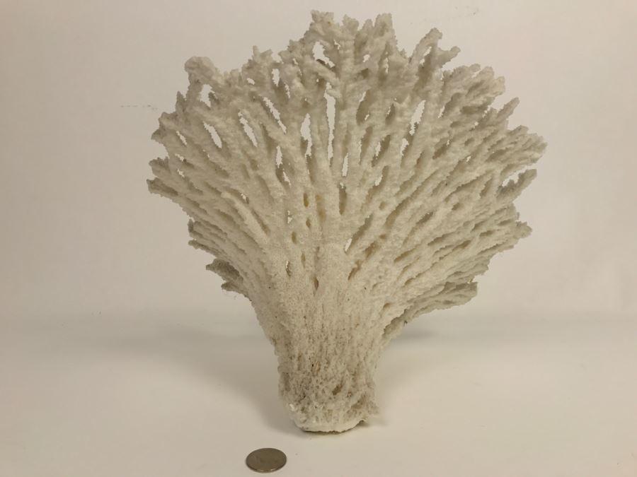 Organic White Coral Display Sculpture Display [Photo 10]