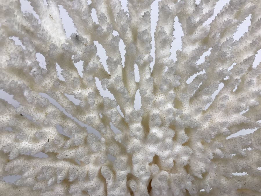 Organic White Coral Display Sculpture Display [Photo 6]
