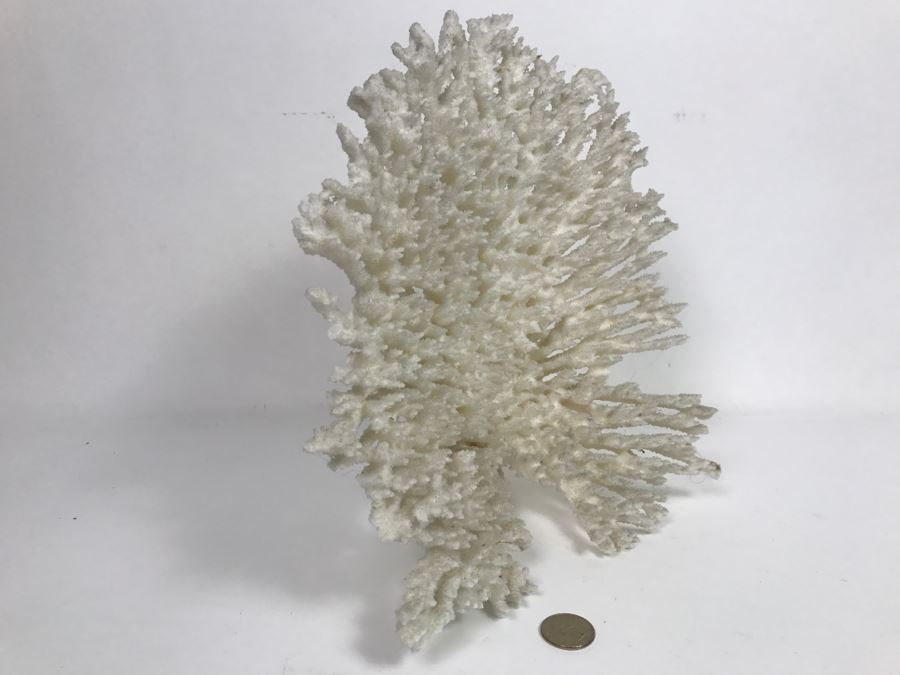 Organic White Coral Display Sculpture Display [Photo 7]