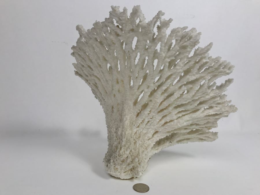 Organic White Coral Display Sculpture Display [Photo 9]