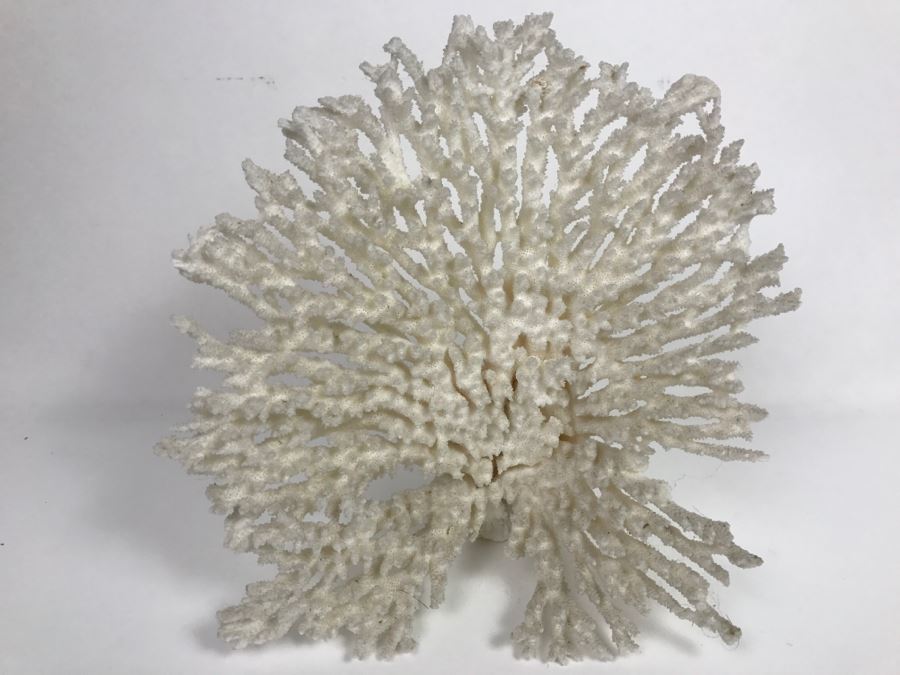 Organic White Coral Display Sculpture Display [Photo 4]