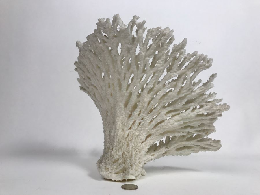 Organic White Coral Display Sculpture Display [Photo 2]