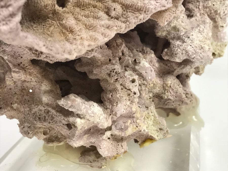 Organic Coral Sculpture On Acrylic Base [Photo 14]